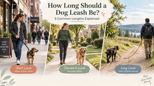 Dog owners using short, standard, and long leashes in different walking environments